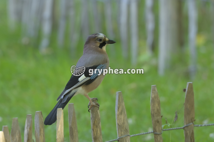 Geai des chênes (Garrulus glandarius) - gryphea.org